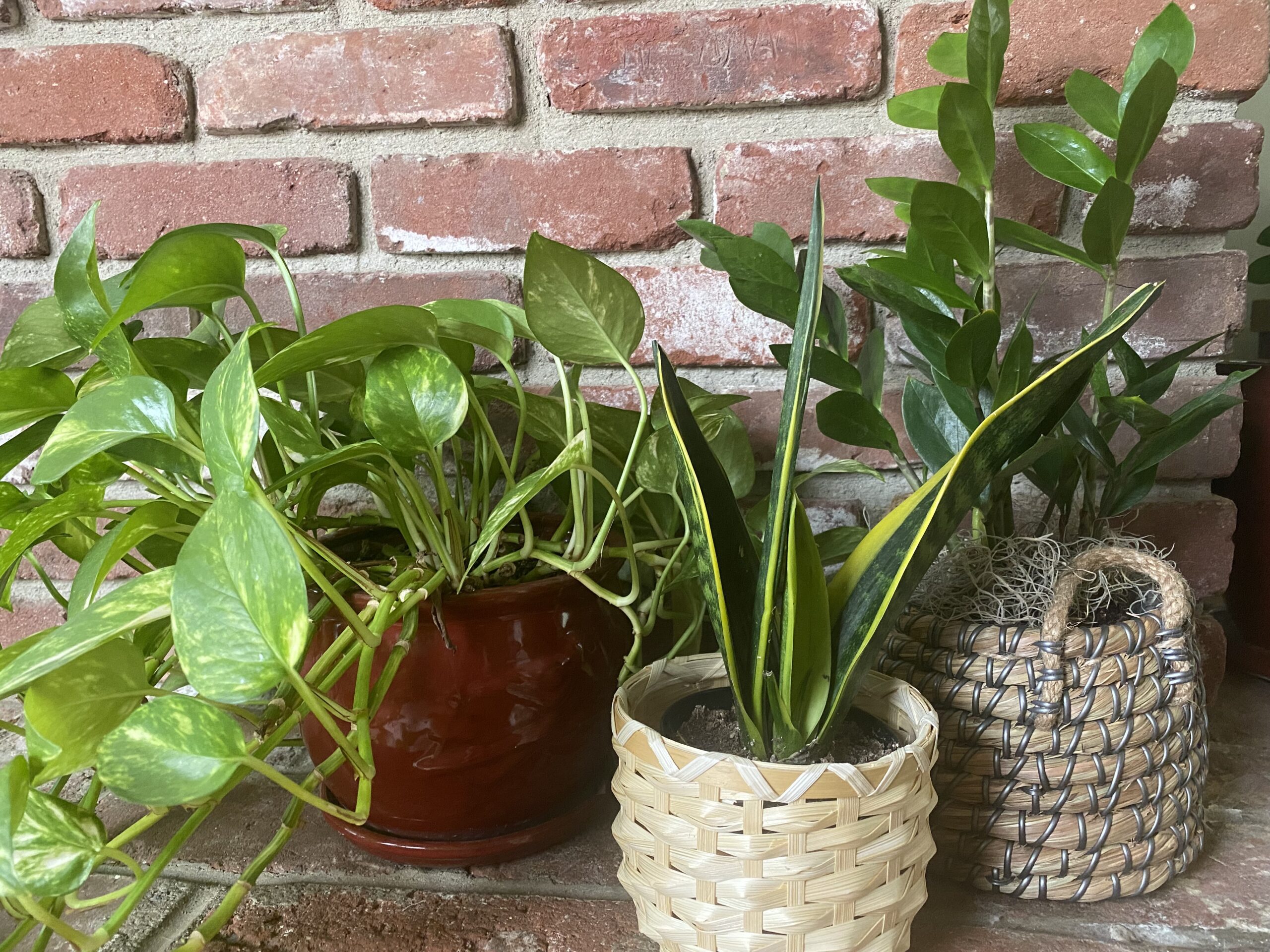 Top 5 Low Maintenance House Plants